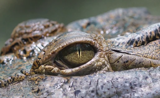 Œil d'un crocodile, Botswana