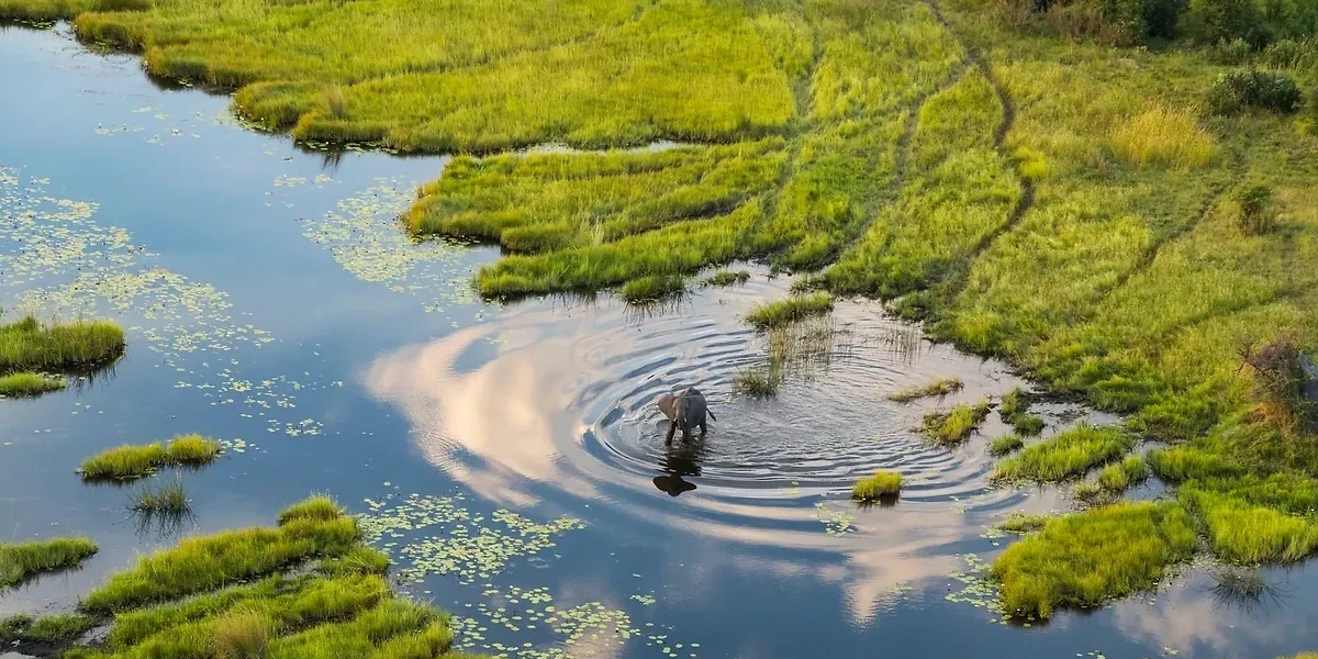 Éléphant, Bande de Caprivi, Namibie