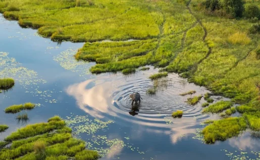 Éléphant, Bande de Caprivi, Namibie