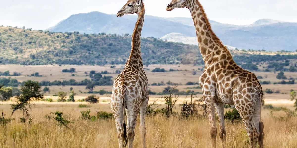 Girafes, Afrique du Sud