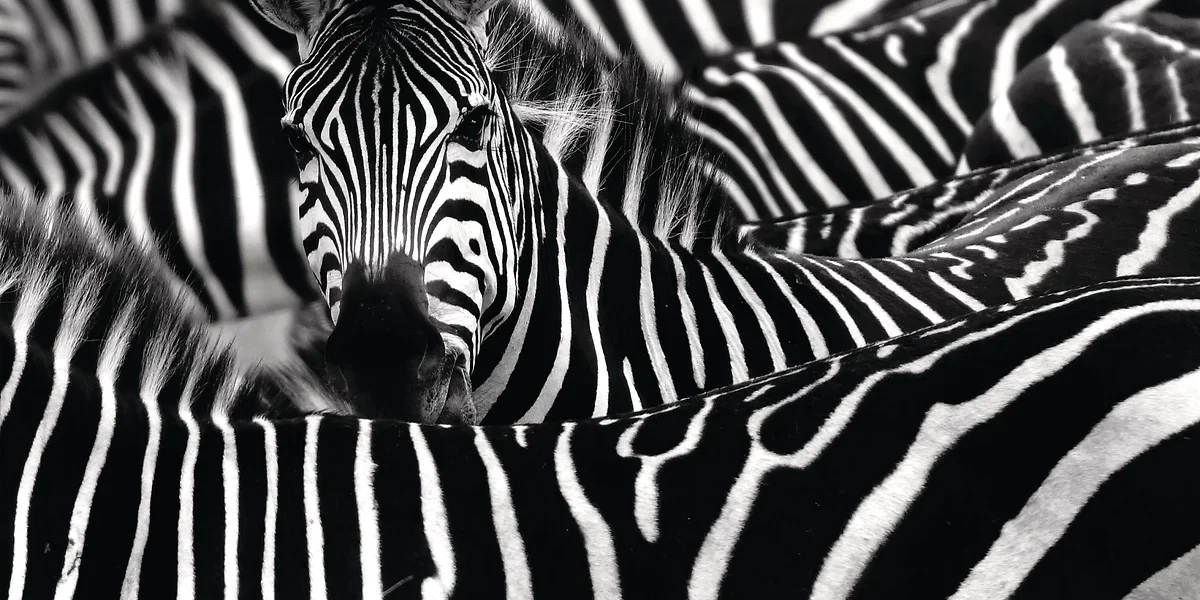 Troupeau de zèbres, Parc National du Kruger, Afrique du Sud