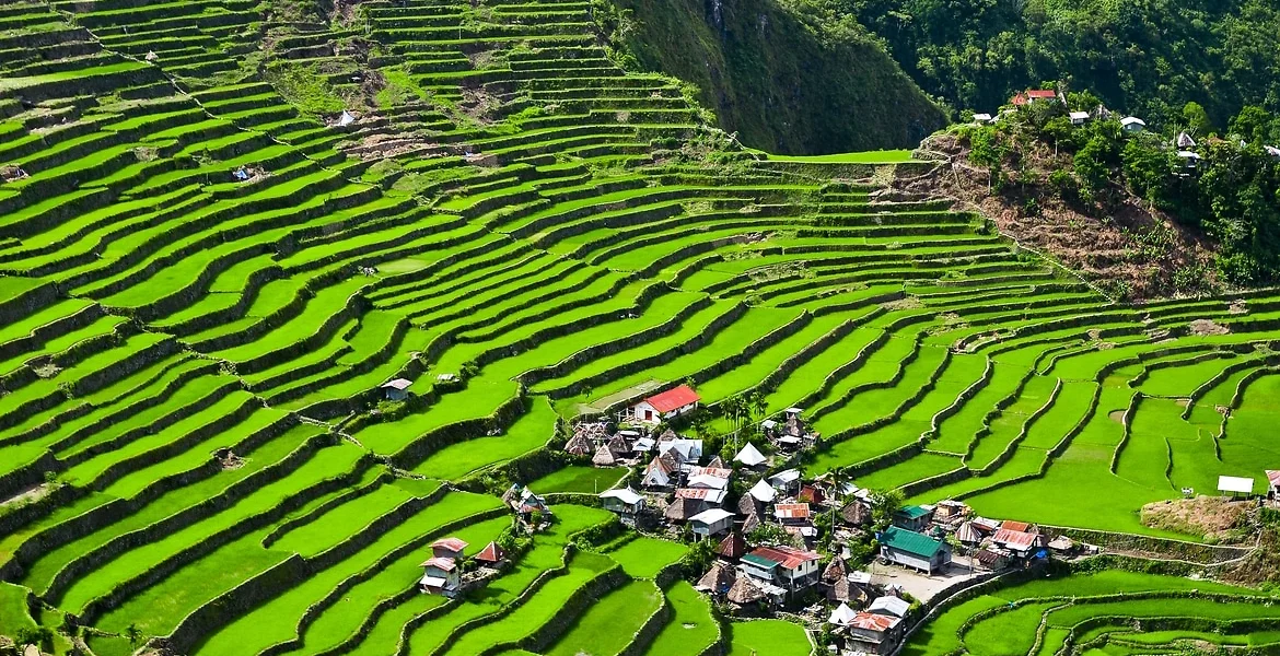 Rizières, Philippines