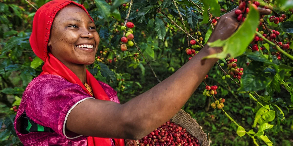 Cueilleuse de café, Ethiopie