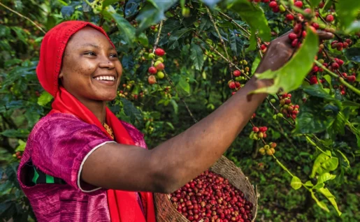 Cueilleuse de café, Ethiopie