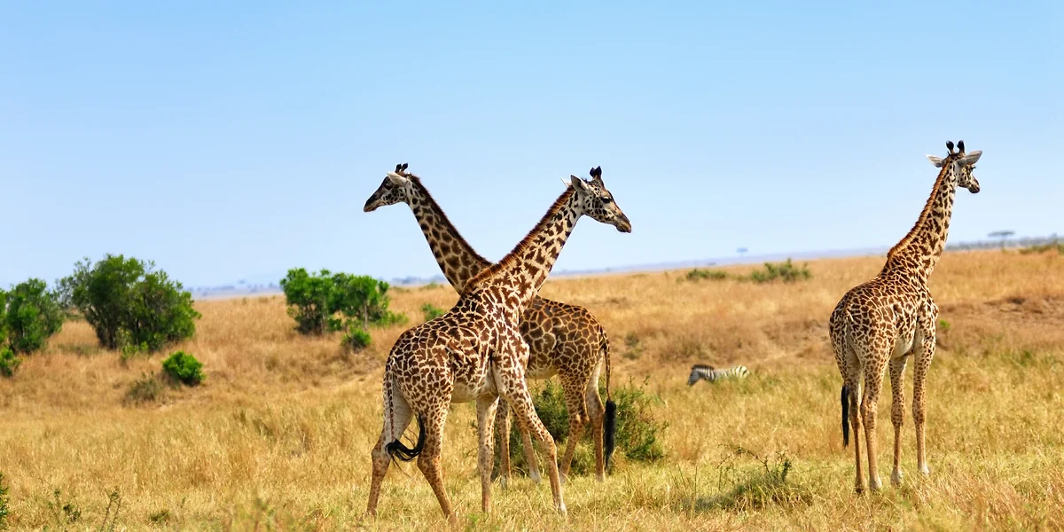 Girafes, Parc National d'Amboseli, Kenya