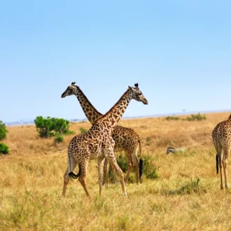 Girafes, Parc National d'Amboseli, Kenya