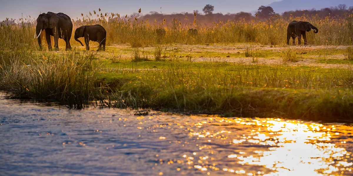 Éléphants au bord du lac, Parc National du Lower Zambezi, Zambie