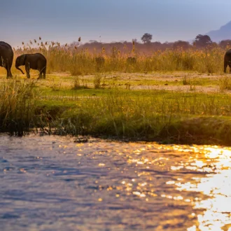 Éléphants au bord du lac, Parc National du Lower Zambezi, Zambie