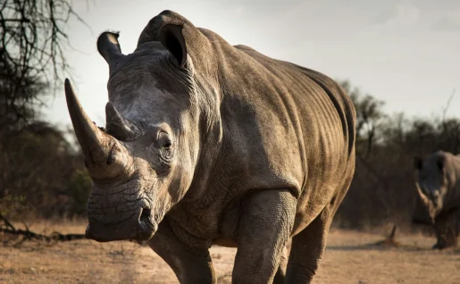 Rhinocéros, Parc National du Kruger, Afrique du Sud
