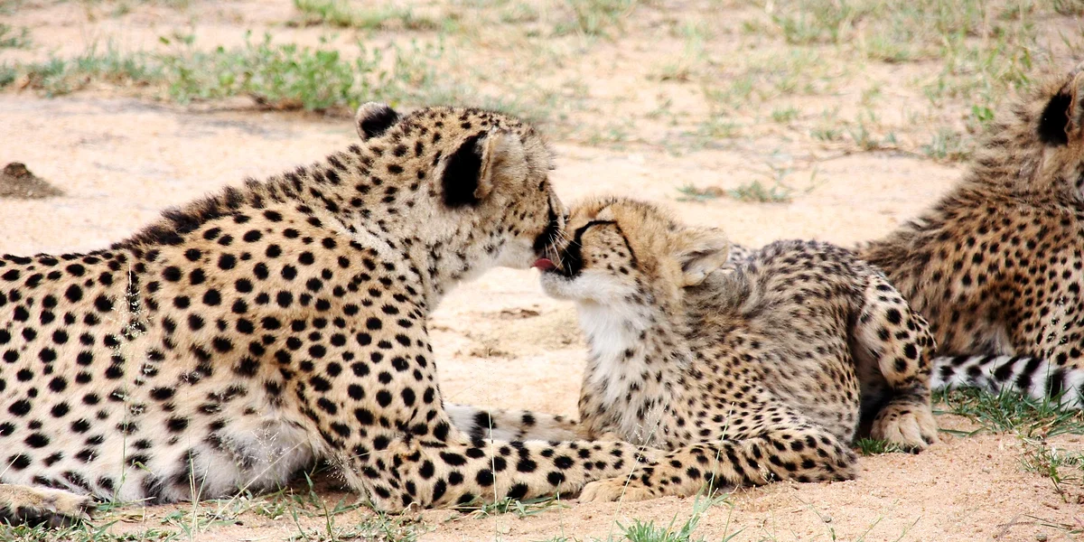 Guépards, réserve privée de Karongwe, zone du parc national Kruger, Limpopo, Afrique du Sud