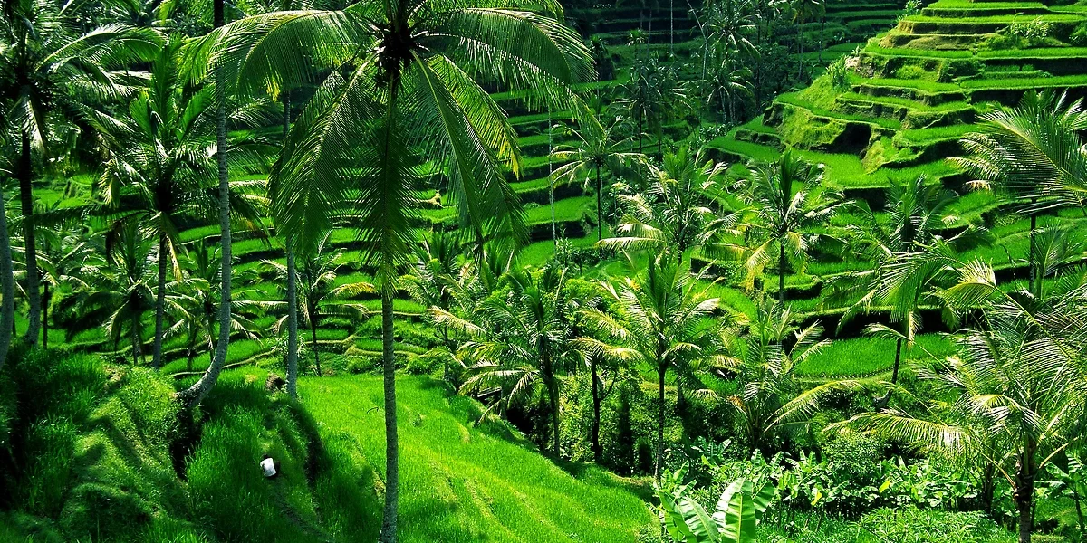 Rizières d'Ubud, Bali, Indonésie