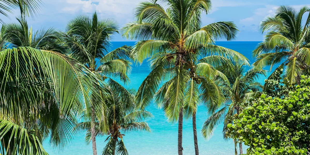 Plage, Palmier, Varadero, Cuba