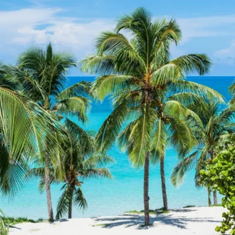 Plage, Palmier, Varadero, Cuba