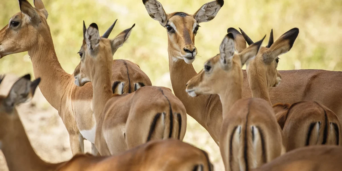 Troupeau d'Impalas à Liwonde National Park, Malawi
