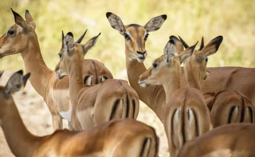 Troupeau d'Impalas à Liwonde National Park, Malawi