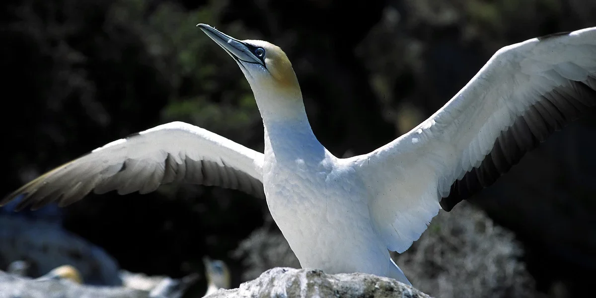 Fou de Bassan, Napier, Nouvelle-Zélande