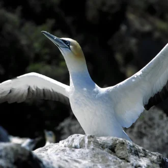 Fou de Bassan, Napier, Nouvelle-Zélande