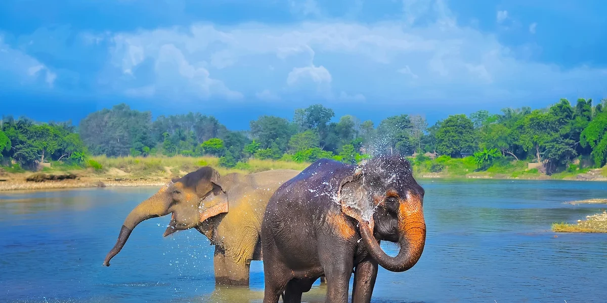 Éléphants, Parc National de Chitwan, Népal