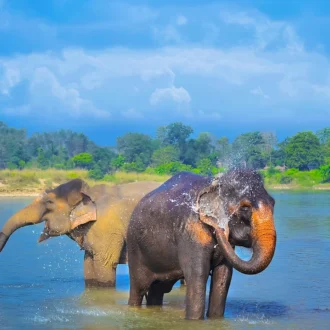Éléphants, Parc National de Chitwan, Népal