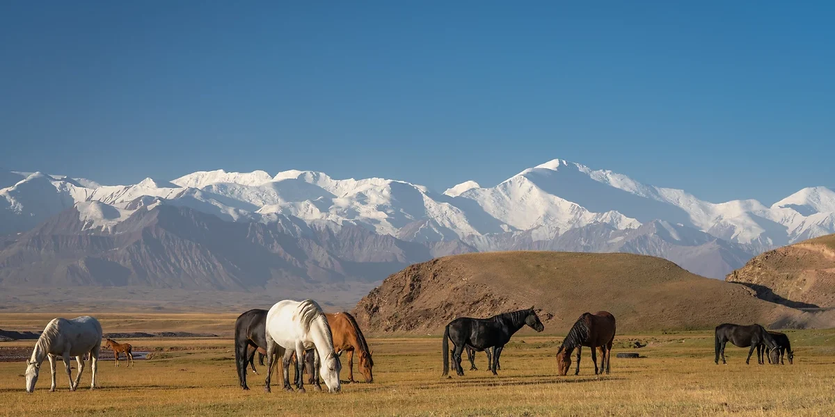 Chevaux et montagnes, Kirghizistan