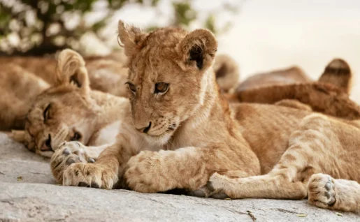 Lionceau, Parc National de Tarangire, Tanzanie