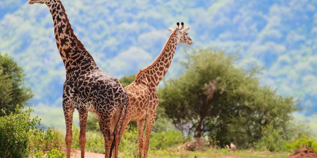 Girafes, Lac Manyara, Tanzanie