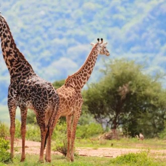 Girafes, Lac Manyara, Tanzanie