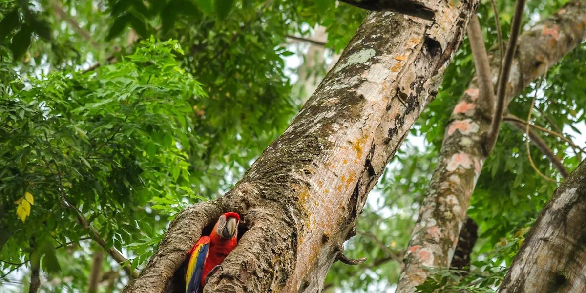 Parc tayrona, Colombie