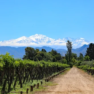 Vignoble, Mendoza, Argentine