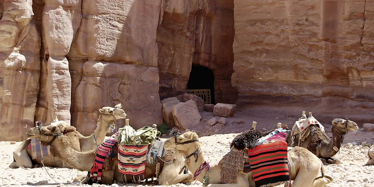 Camels resting, Petra