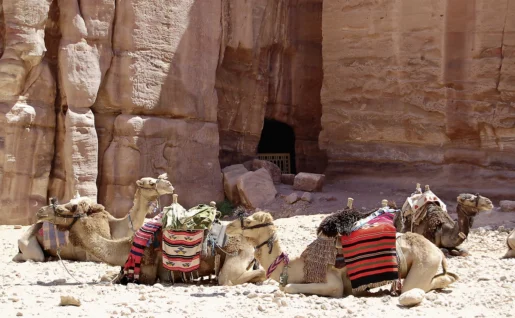 Camels resting, Petra