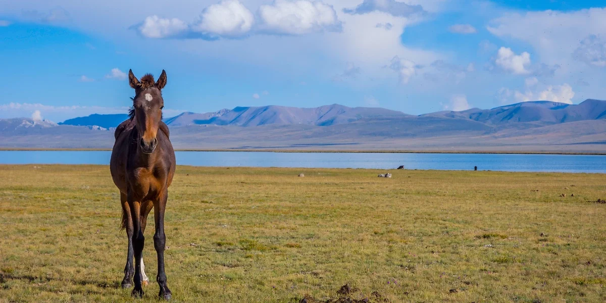 Cheval, Kirghizistan