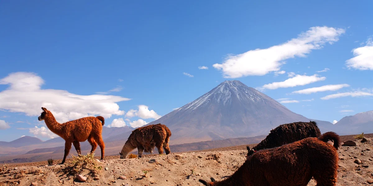 Lamas, désert d'Atacama, Chili