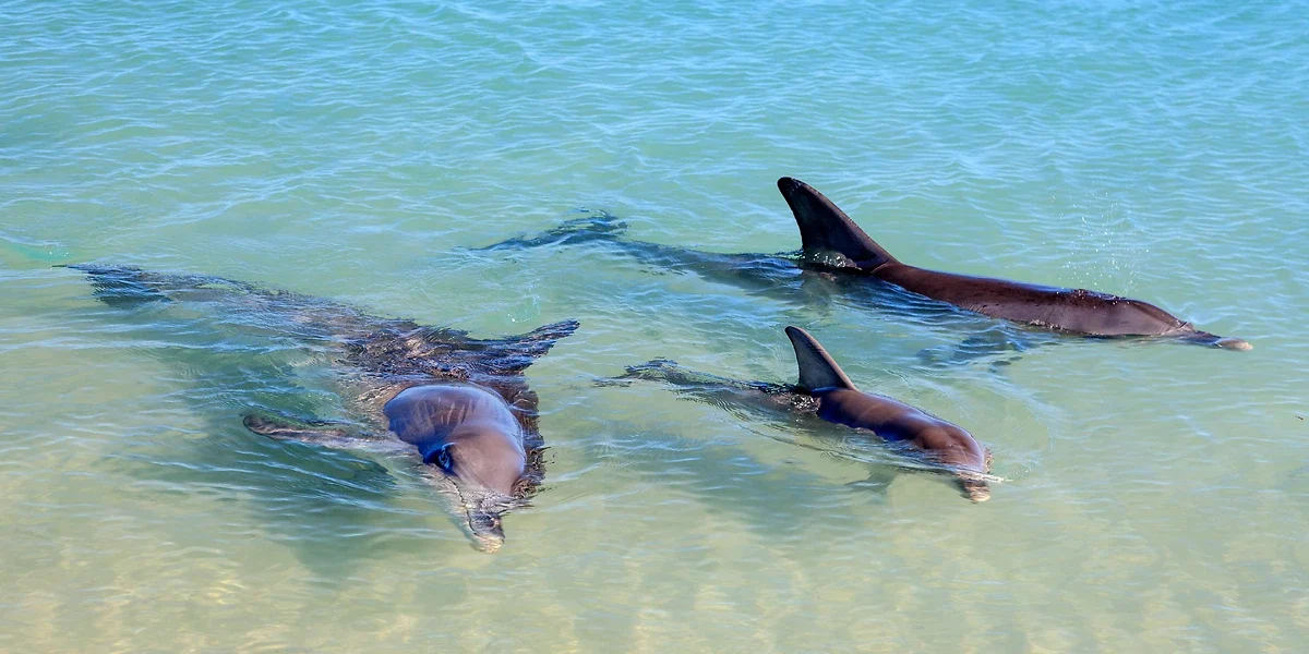 Dauphin à Monkey Mia, Australie