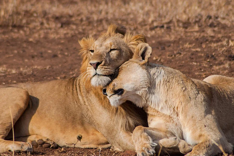 Couple de lions, Parc National de Tarangire, Tanzanie