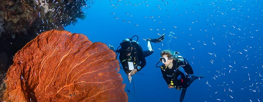 Wakatobi Dive Resort, plongée, Sulawesi