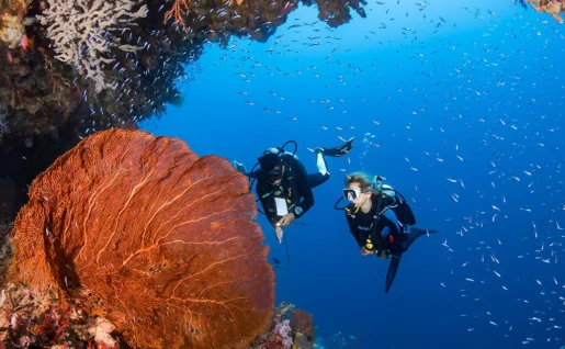 Wakatobi Dive Resort, plongée, Sulawesi