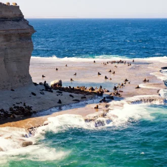 Lions de mer, Péninsule Valdés, Argentine
