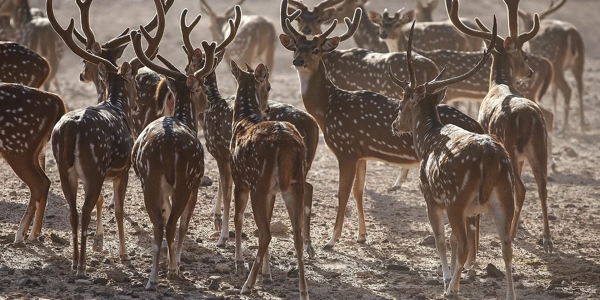 Sir Bani Yas Island, Animaux