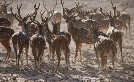 Sir Bani Yas Island, Animaux