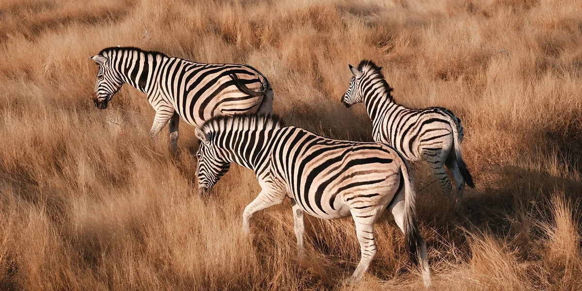 Zèbres, Parc national d'Etosha, Namibie