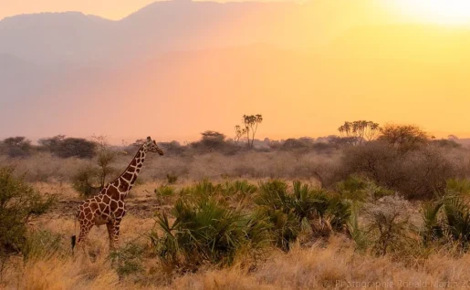 Girafe, Parc national d'Aberdare, Kenya