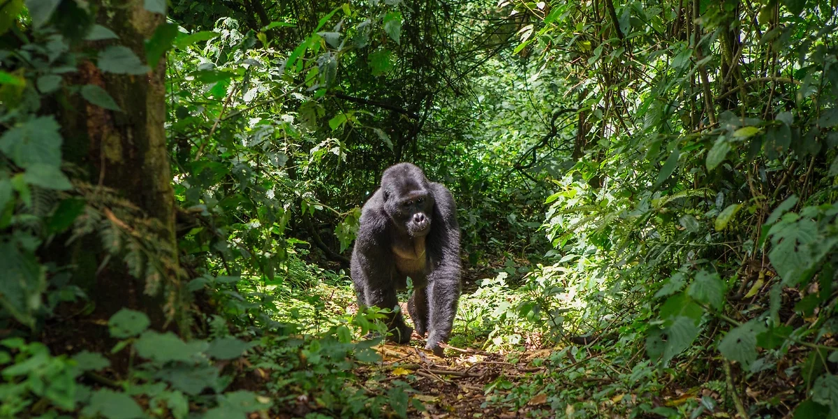 Gorille des montagnes dans la forêt de Bwindi, Ouganda