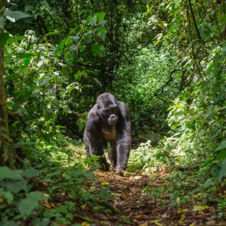 Gorille des montagnes dans la forêt de Bwindi, Ouganda