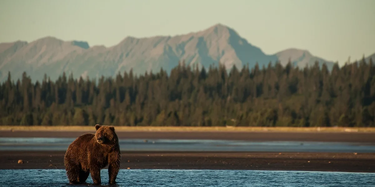 Ours brun, Denali National Park, Alaska, États-Unis
