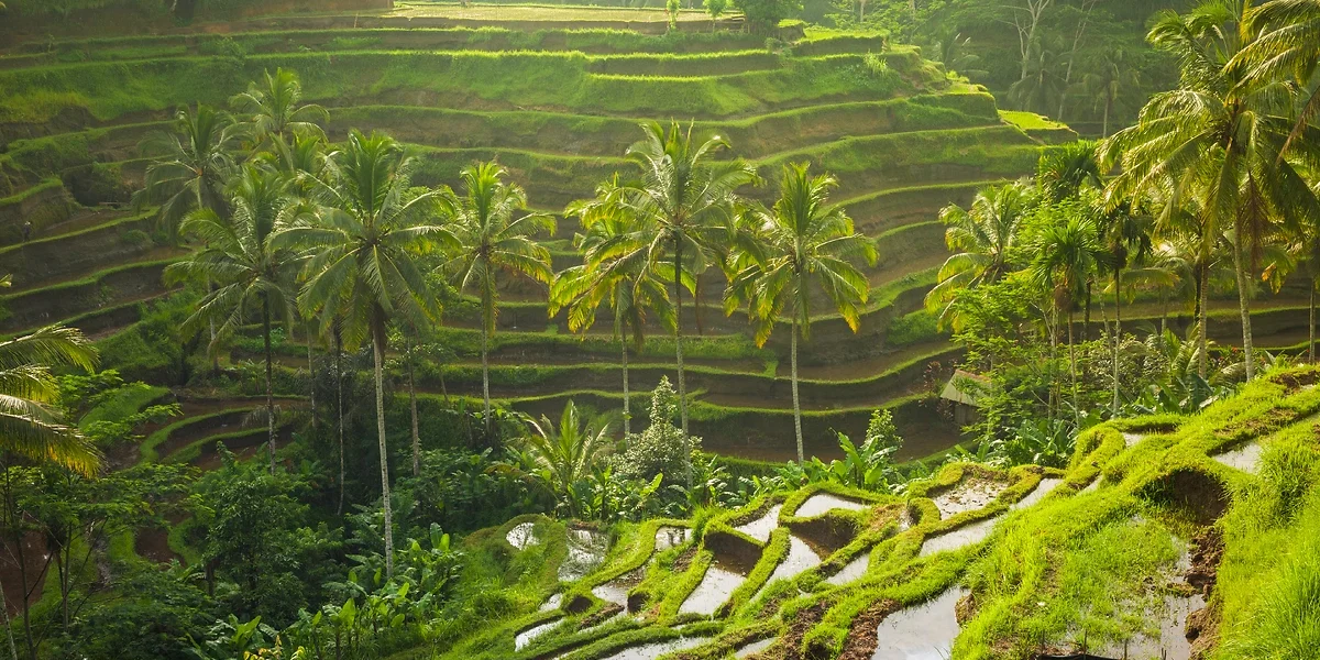 Rizières d'Ubud, Bali, Indonésie