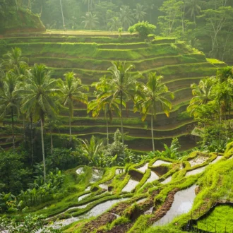 Rizières d'Ubud, Bali, Indonésie