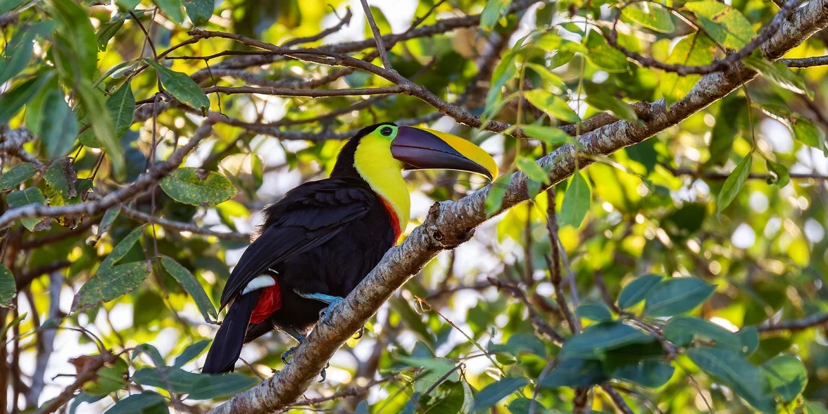 Toucan à gorge jaune, parc national de Tortuguero, Costa Rica