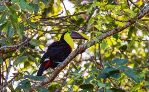 Toucan à gorge jaune, parc national de Tortuguero, Costa Rica
