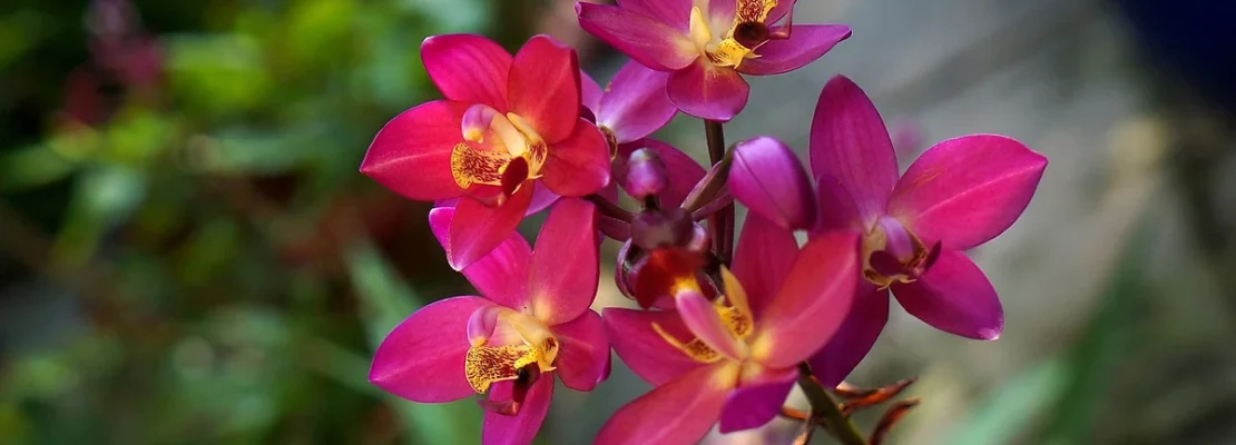 Orchidée, Laos